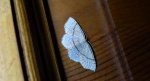 Świerzbik nakropek (Cyclophora punctaria)