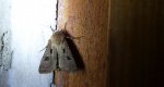Rolnica czopówka (Agrotis exclamationis)