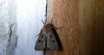 Rolnica czopówka (Agrotis exclamationis)