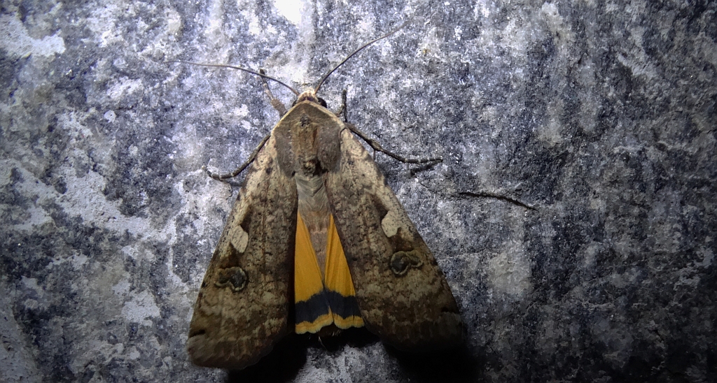 Rolnica tasiemka (Noctua pronuba)