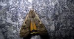 Rolnica tasiemka (Noctua pronuba)