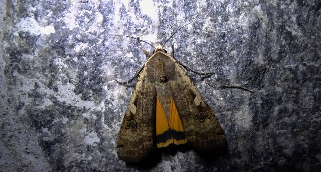 Rolnica tasiemka (Noctua pronuba)