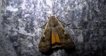 Rolnica tasiemka (Noctua pronuba)