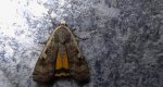 Rolnica tasiemka (Noctua pronuba)