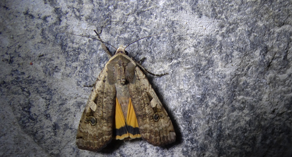 Rolnica tasiemka (Noctua pronuba)