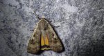 Rolnica tasiemka (Noctua pronuba)