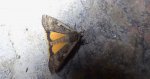 Rolnica tasiemka (Noctua pronuba)