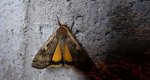 Rolnica tasiemka (Noctua pronuba)