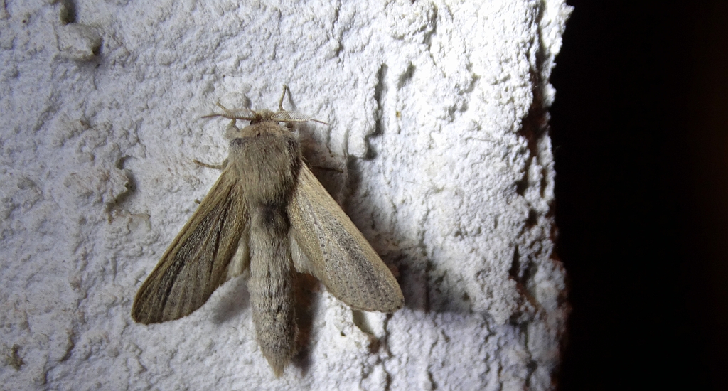 Phragmataecia castaneae