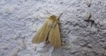Mokradlica (Mythimna pallens)