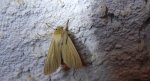 Mokradlica (Mythimna pallens)