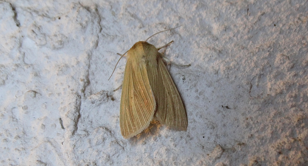 Mokradlica (Mythimna pallens)