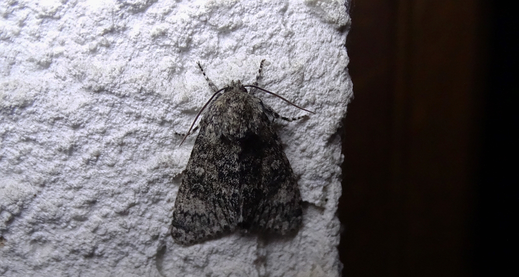 Wieczernica wilczomleczówka (Acronicta euphorbiae)