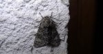 Wieczernica wilczomleczówka (Acronicta euphorbiae)