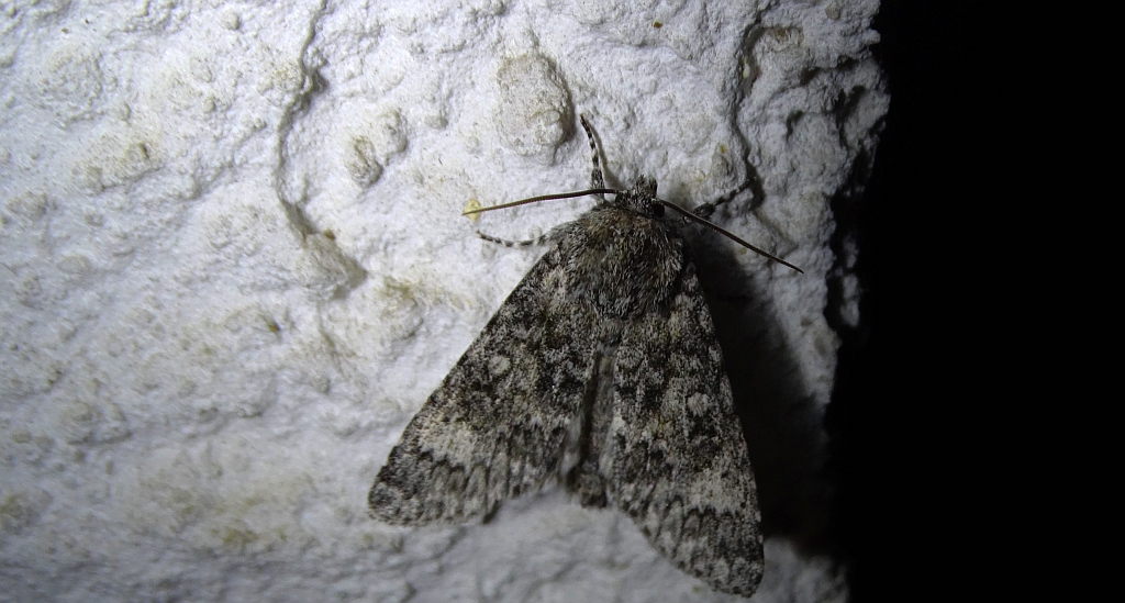 Wieczernica wilczomleczówka (Acronicta euphorbiae)