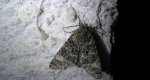 Wieczernica wilczomleczówka (Acronicta euphorbiae)