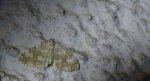 Peryzoma żółtopaska (Perizoma flavofasciata)