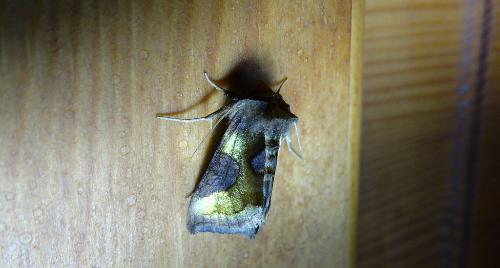 Błyszczka - Diachrysia stenochrysis