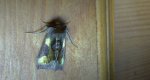 Błyszczka - Diachrysia stenochrysis