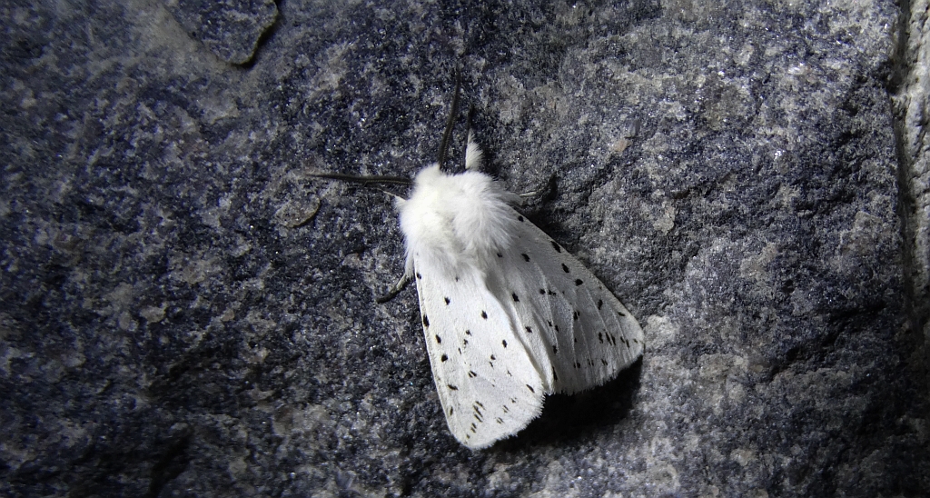 Szewnica miętówka (Spilosoma lubricipeda)