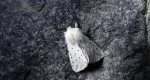 Szewnica miętówka (Spilosoma lubricipeda)