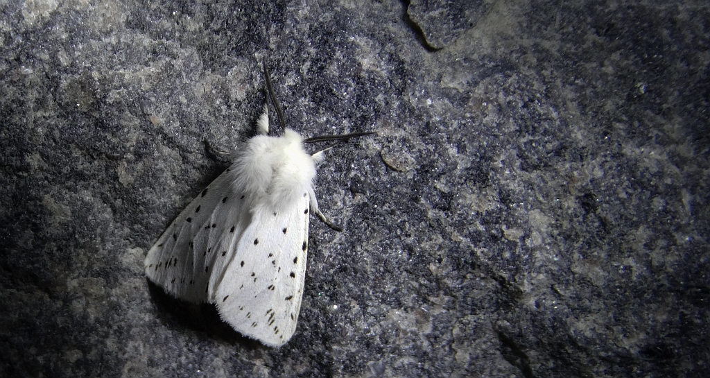 Szewnica miętówka (Spilosoma lubricipeda)