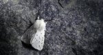 Szewnica miętówka (Spilosoma lubricipeda)