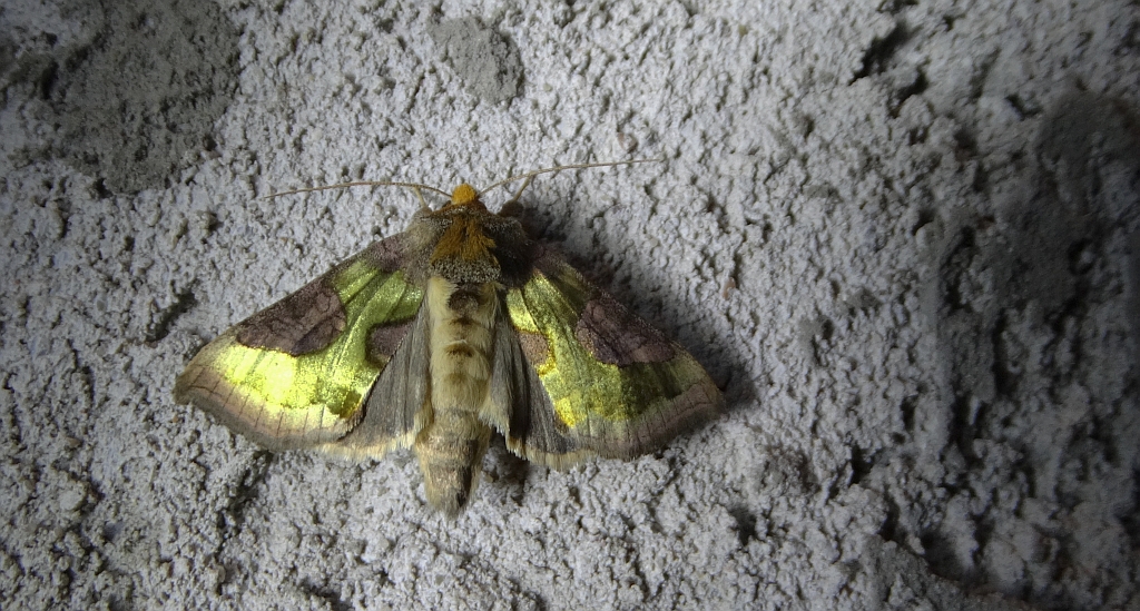 Błyszczka - Diachrysia stenochrysis