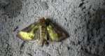 Błyszczka - Diachrysia stenochrysis