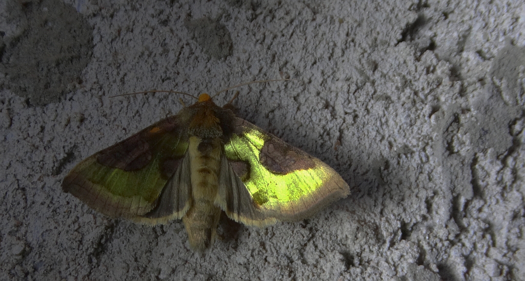 Błyszczka - Diachrysia stenochrysis