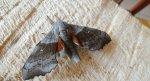 Nastrosz topolowiec (Laothoe populi syn. Smerinthus populi)