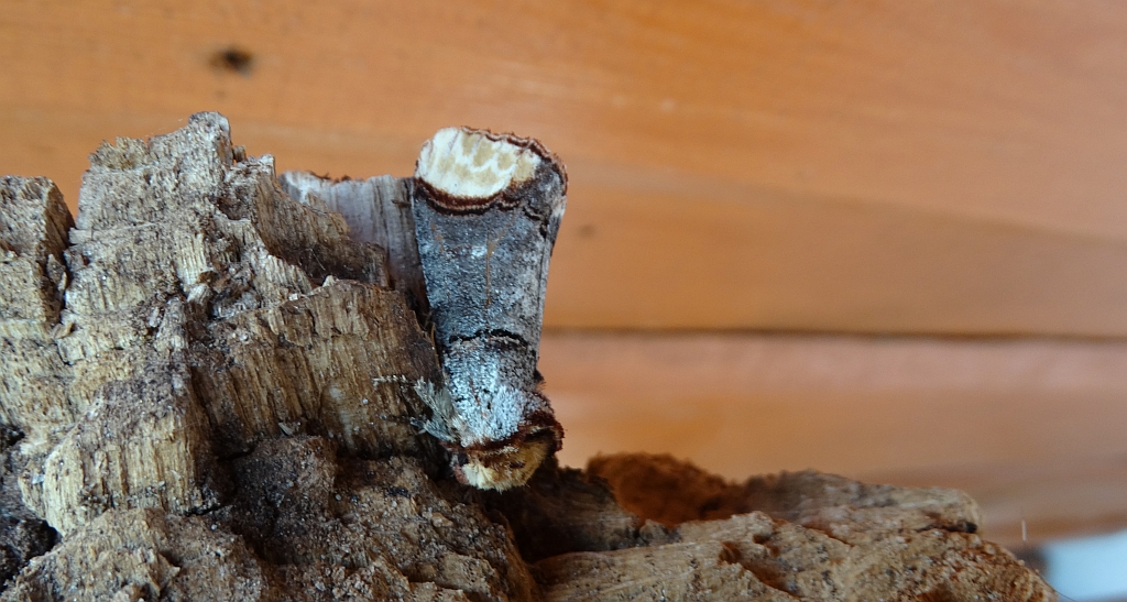 Narożnica zbrojówka (Phalera bucephala)