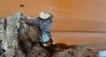 Narożnica zbrojówka (Phalera bucephala)