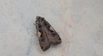 Rolnica panewka (Xestia c-nigrum)