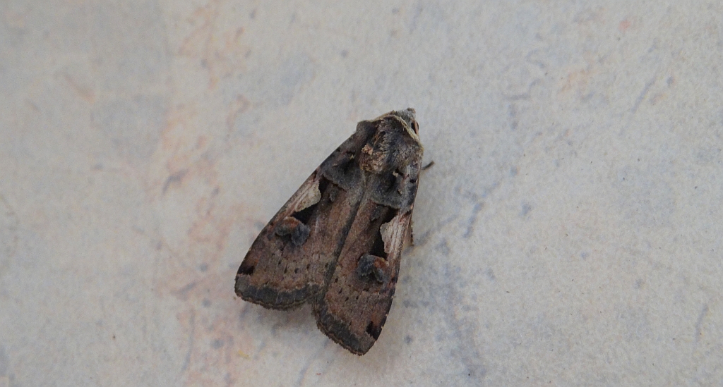 Rolnica panewka (Xestia c-nigrum)