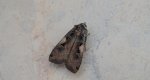 Rolnica panewka (Xestia c-nigrum)