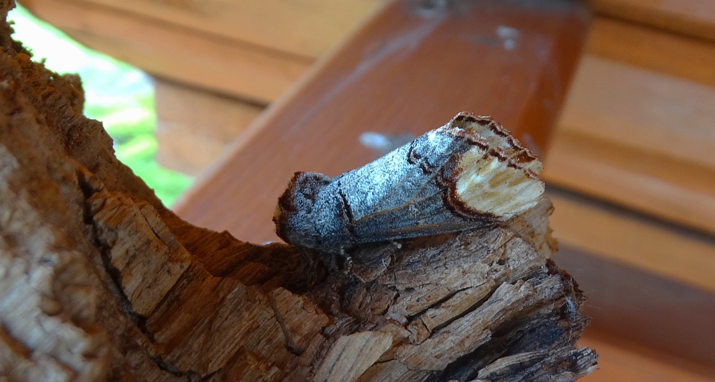 Narożnica zbrojówka (Phalera bucephala)