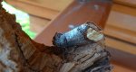 Narożnica zbrojówka (Phalera bucephala)