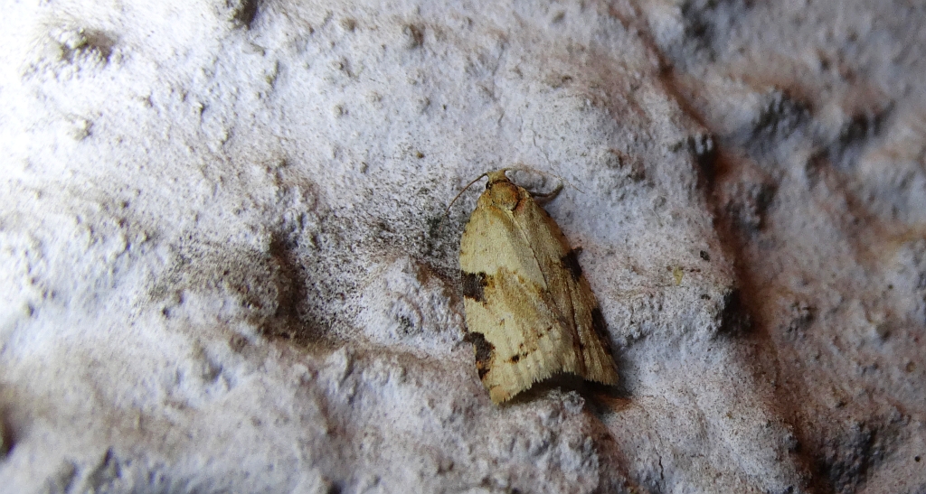 Clepsis spectrana