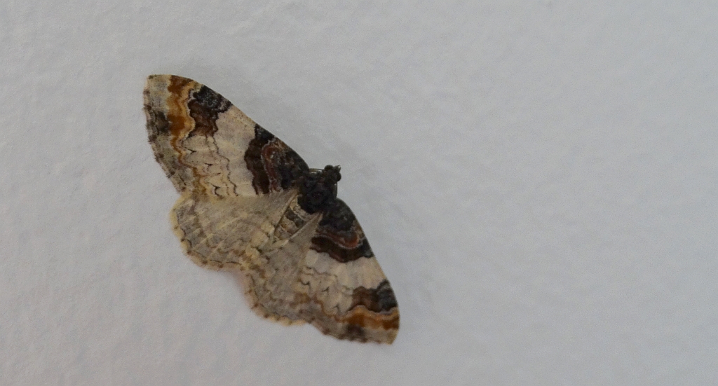 Paśnik kukułczak (Catarhoe cuculata)