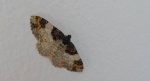 Paśnik kukułczak (Catarhoe cuculata)