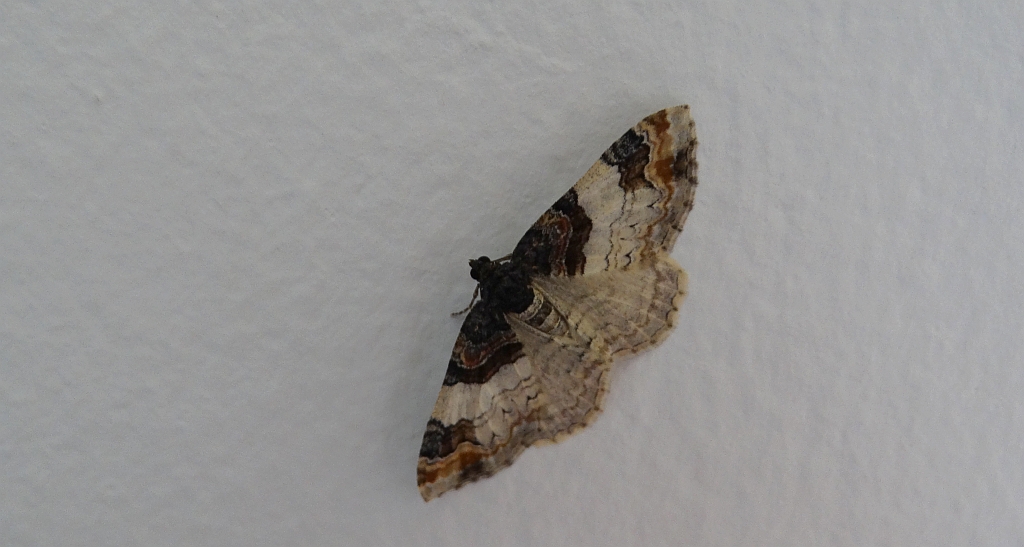 Paśnik kukułczak (Catarhoe cuculata)