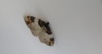 Paśnik kukułczak (Catarhoe cuculata)