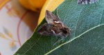 Błyszczka kroplówka (Macdunnoughia confusa)