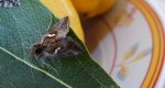 Błyszczka kroplówka (Macdunnoughia confusa)