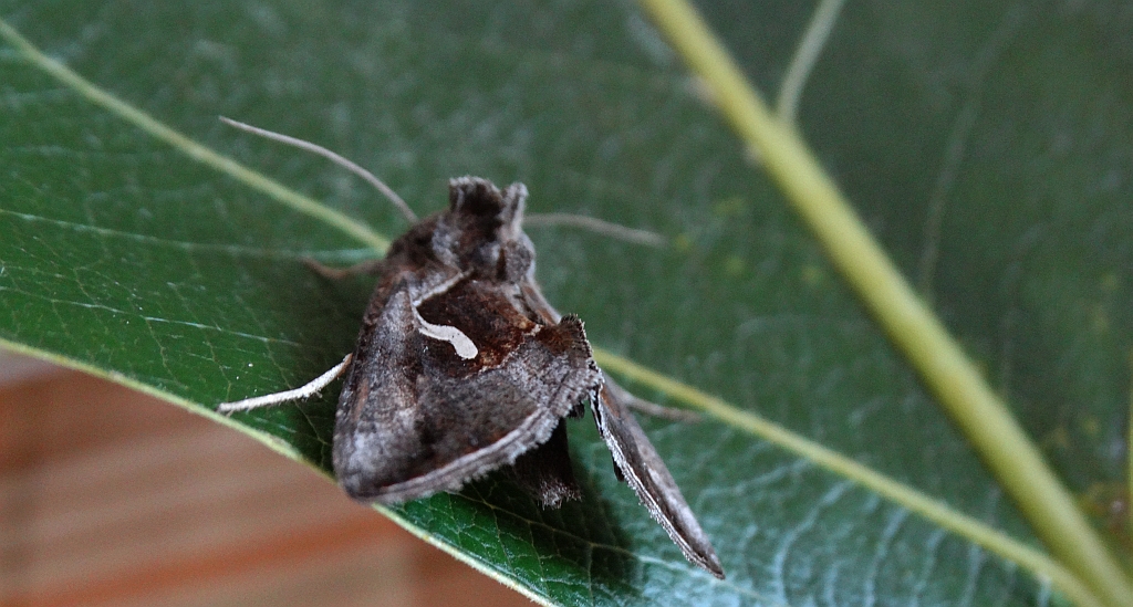 Błyszczka kroplówka (Macdunnoughia confusa)