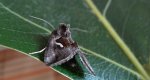 Błyszczka kroplówka (Macdunnoughia confusa)