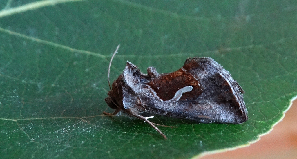 Błyszczka kroplówka (Macdunnoughia confusa)