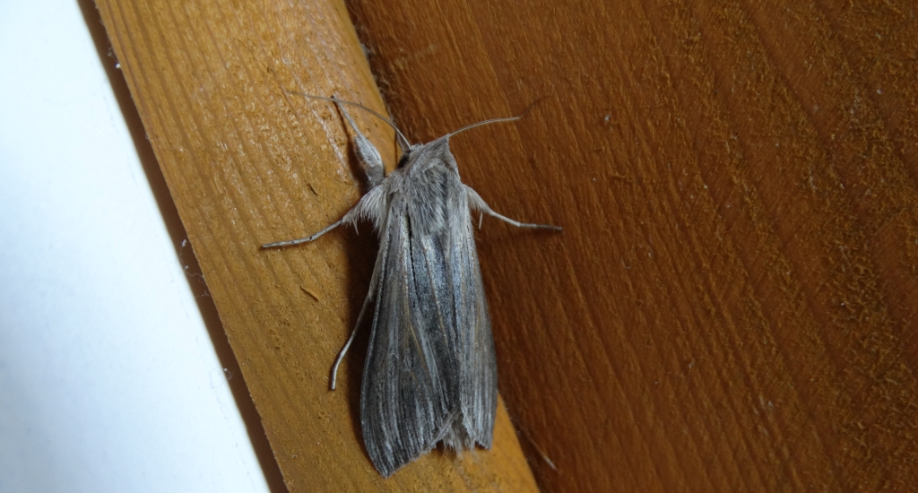Kapturnica - Cucullia balsamitae