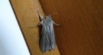 Kapturnica - Cucullia balsamitae